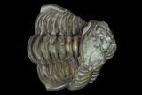 Two Intertwined Flexicalymene Trilobites - Mt Orab, Ohio #133925-1
